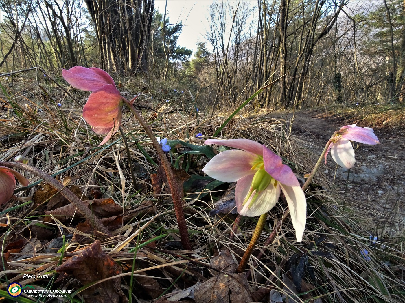 13 Ellebori in fiore.JPG